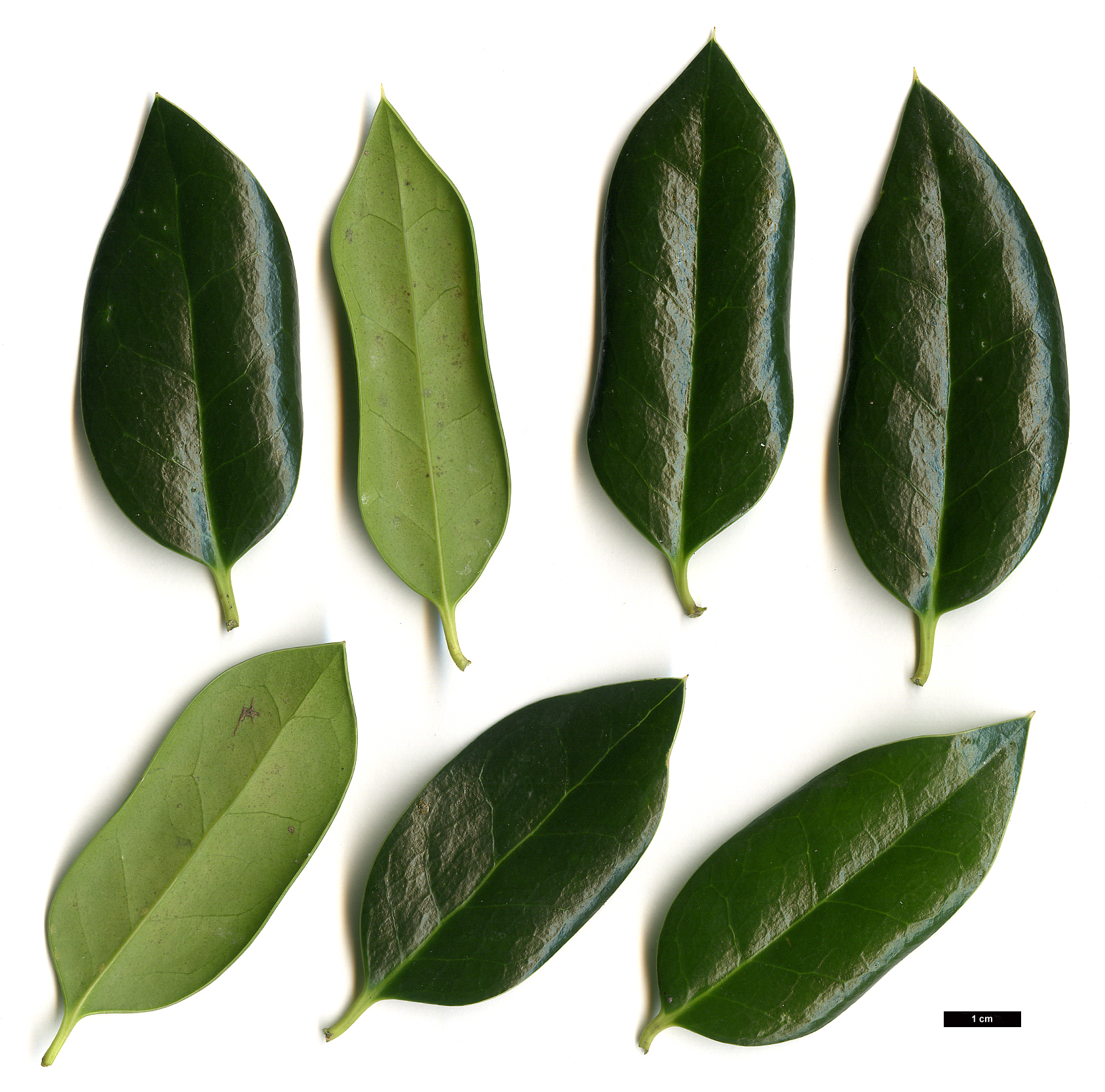 High resolution image: Family: Aquifoliaceae - Genus: Ilex - Taxon: cornuta - SpeciesSub: 'Anicet Delcambre'